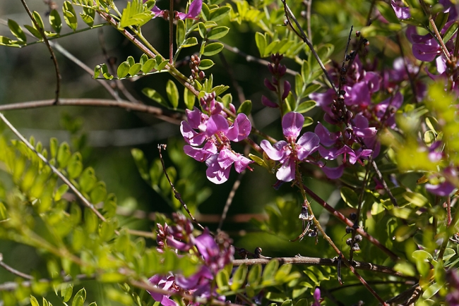 Jardin Botanique de la Bastide-067